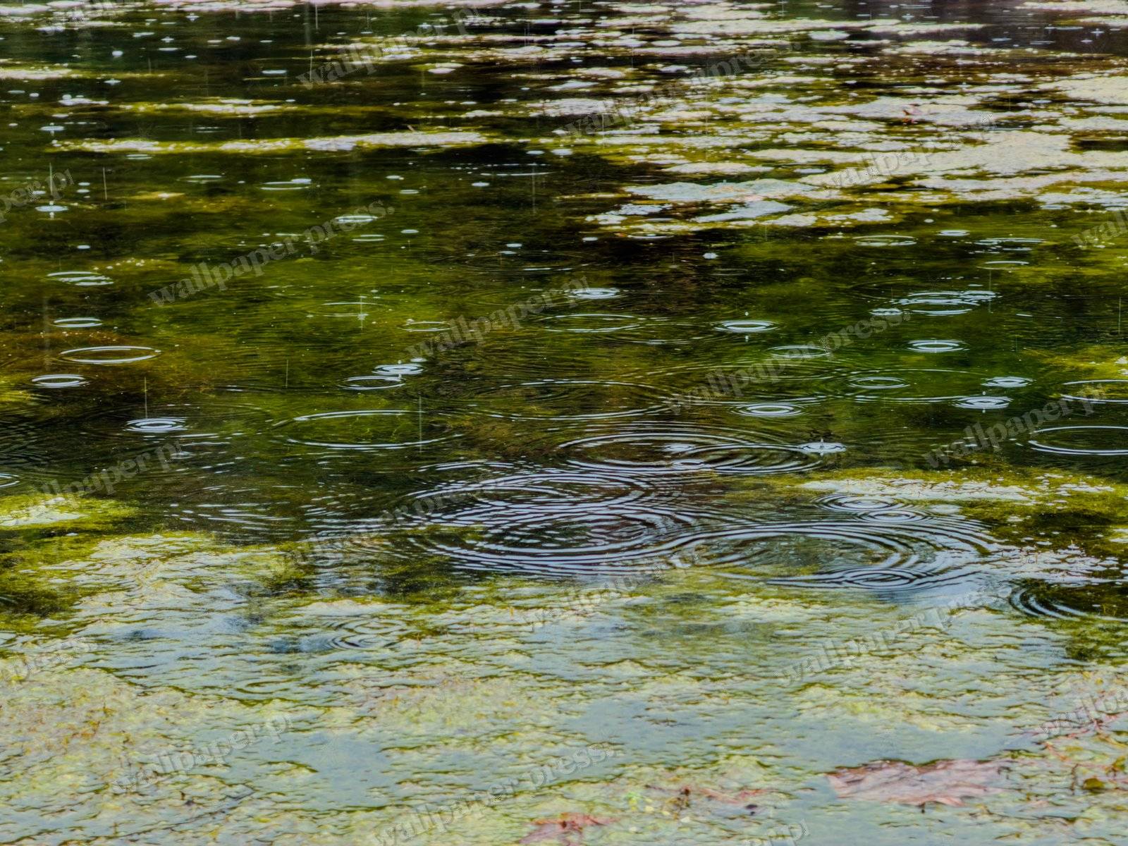 Algae Rain Ripples