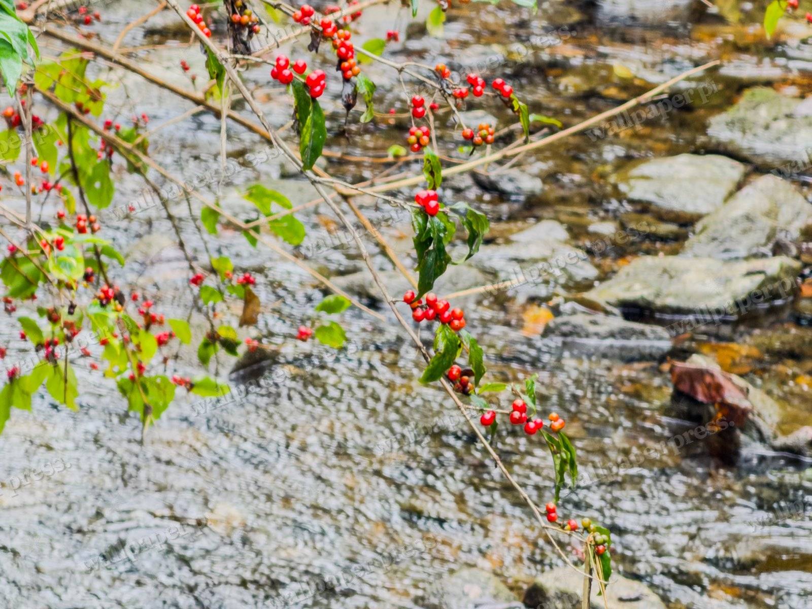 Berries By The Creek