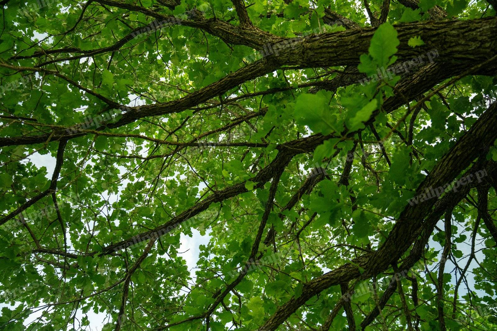 Canopy From Below