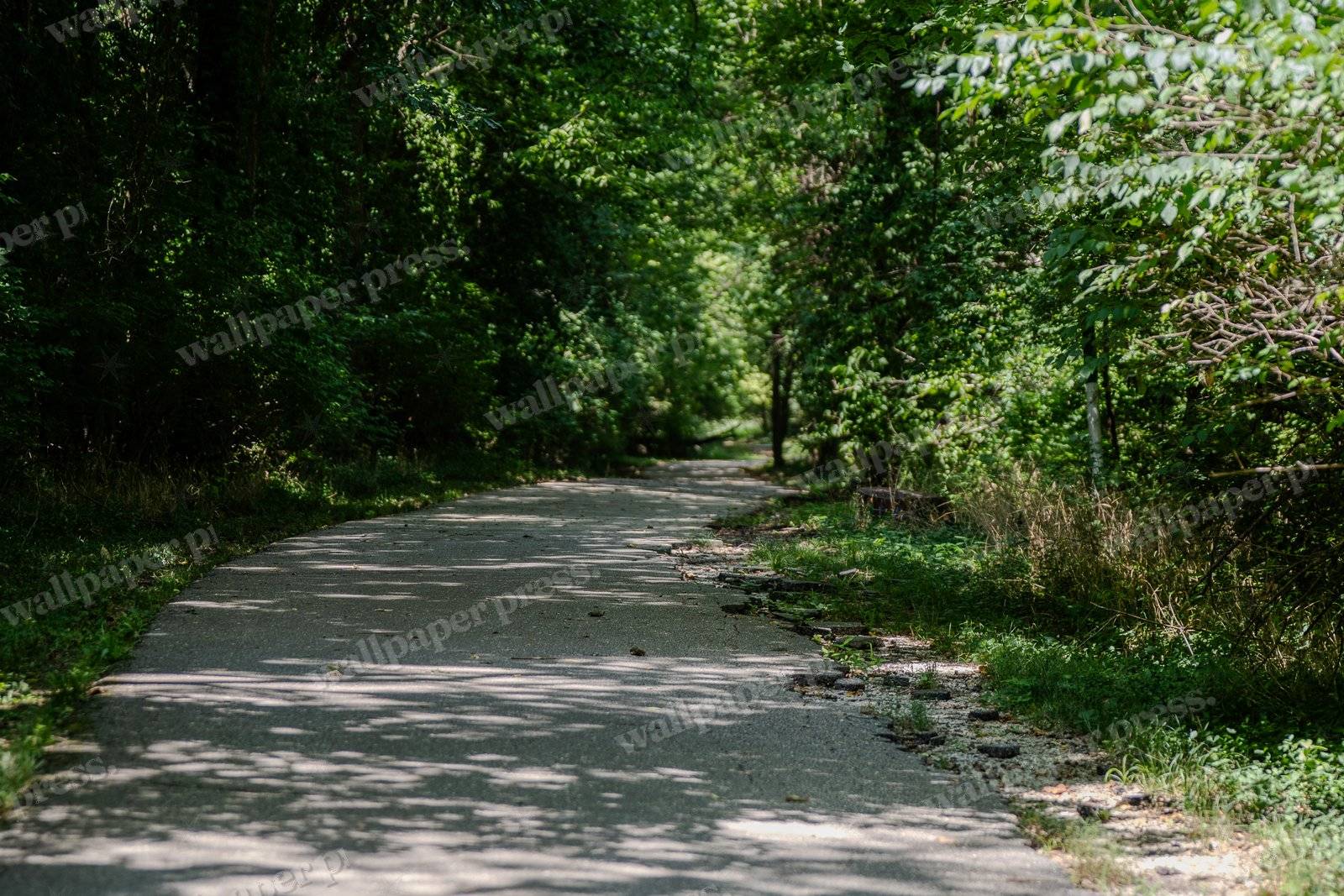 Dark Forest Road