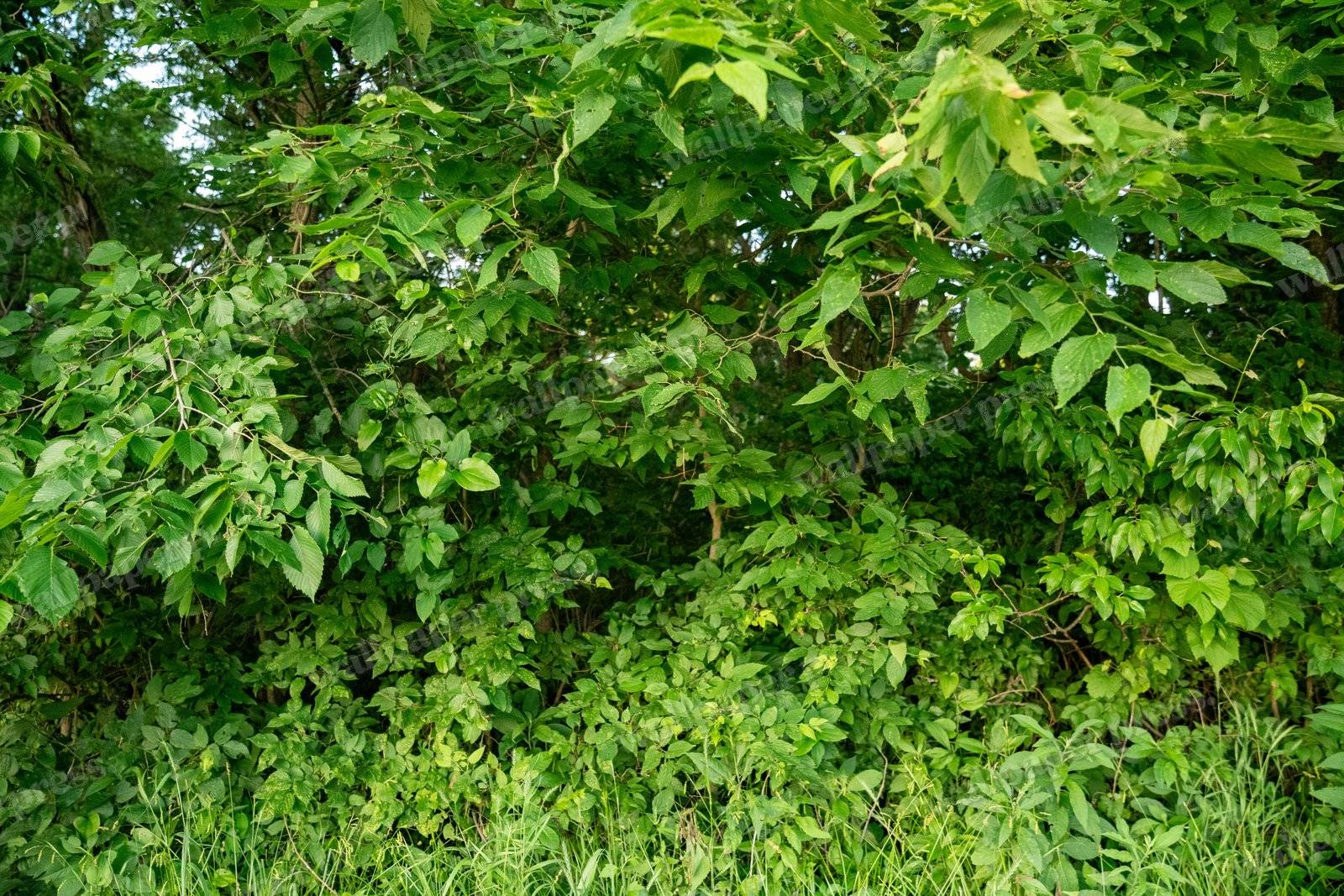 Dense Green Foliage