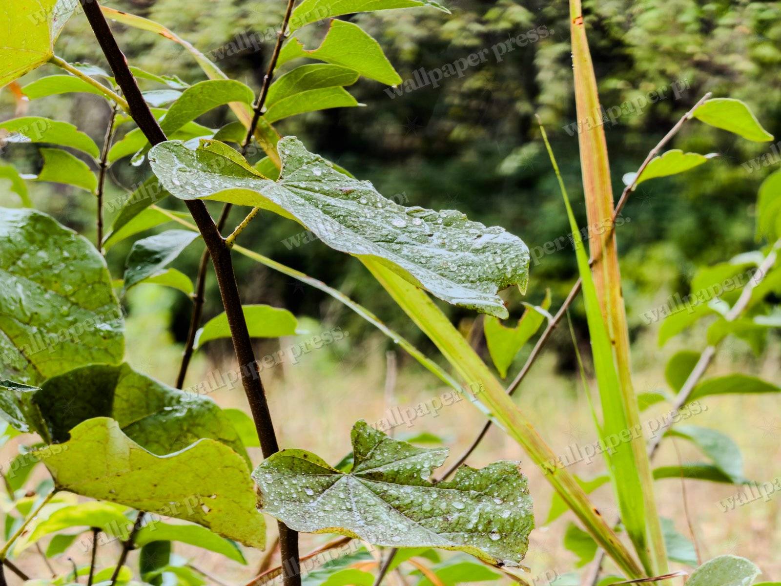 Dewdrop Foliage