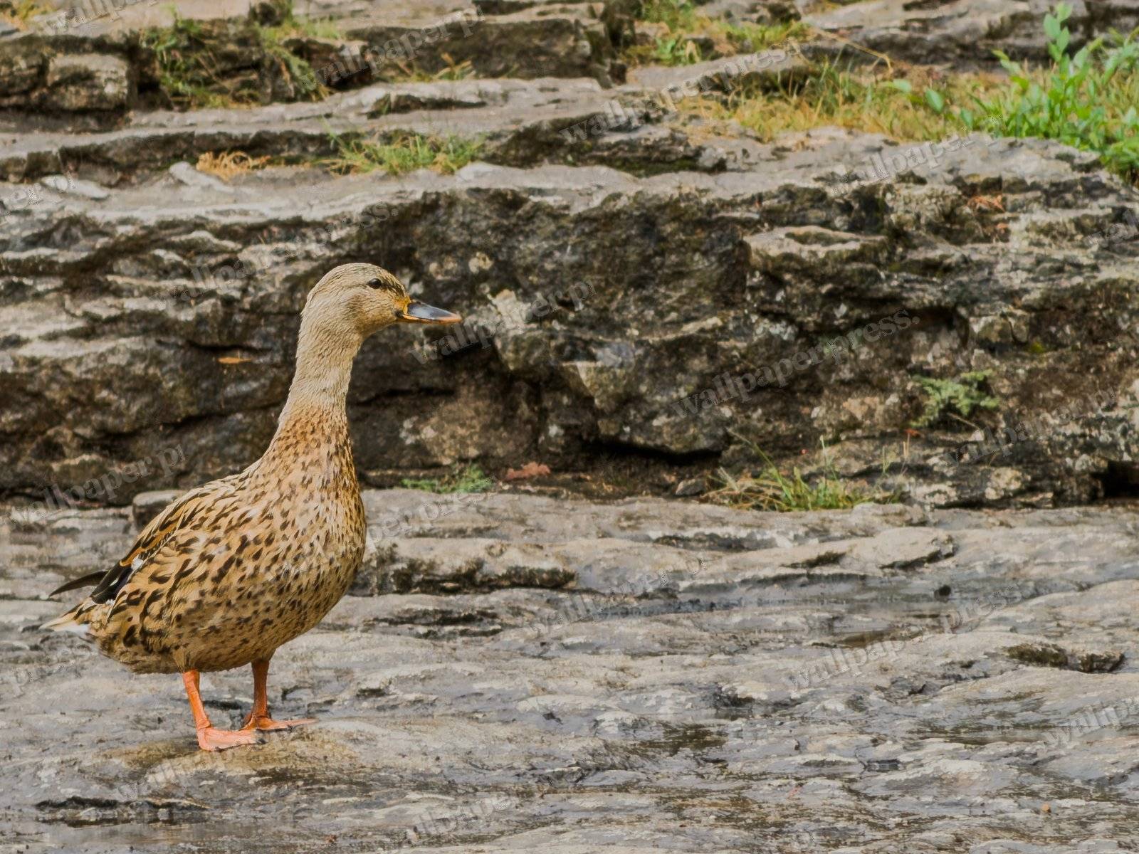 Duck On Rock