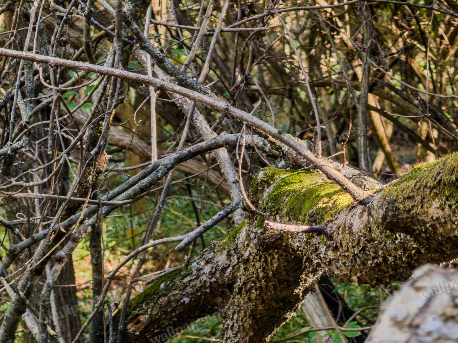 Fallen Woven