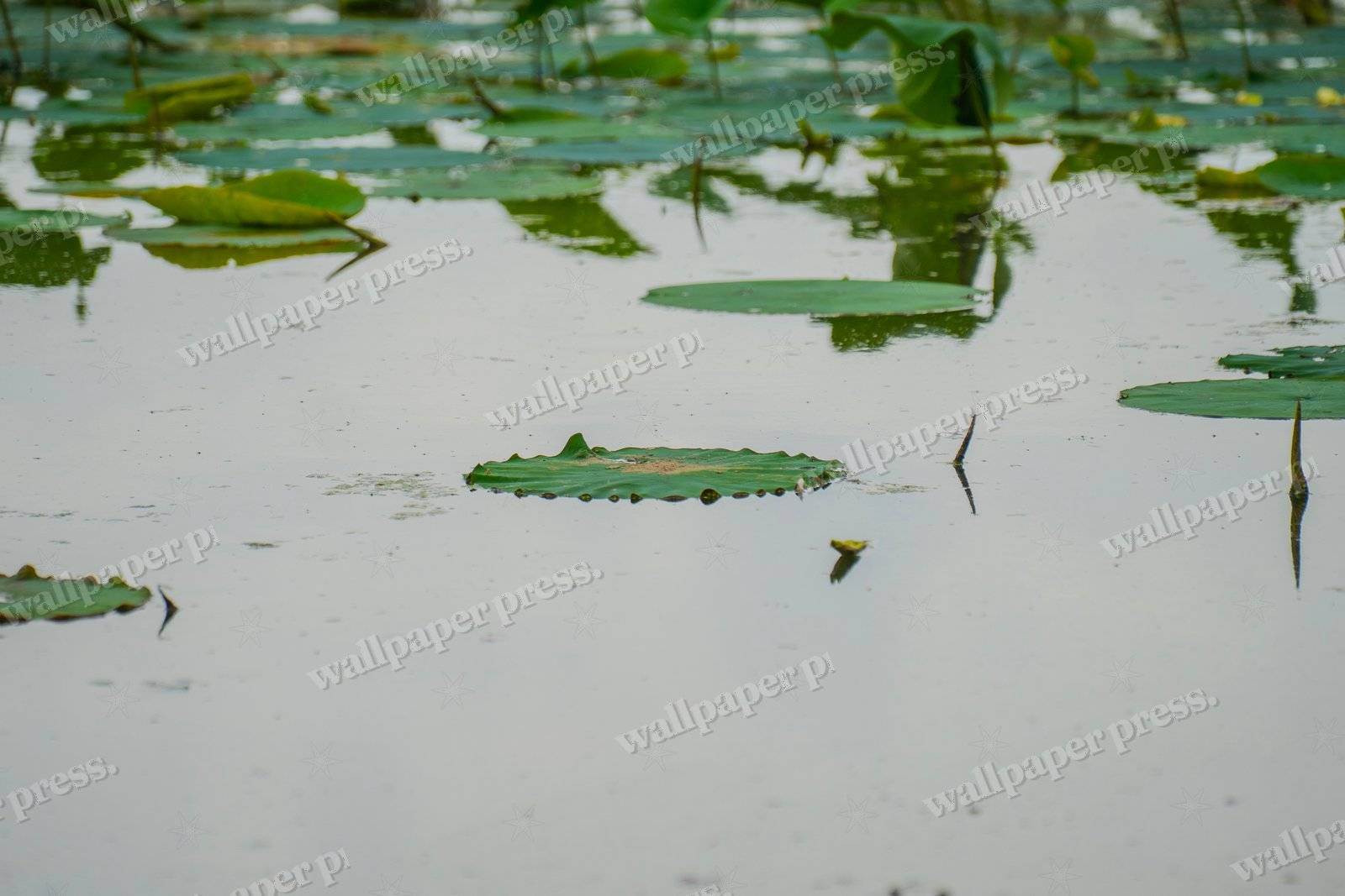 Floating Life