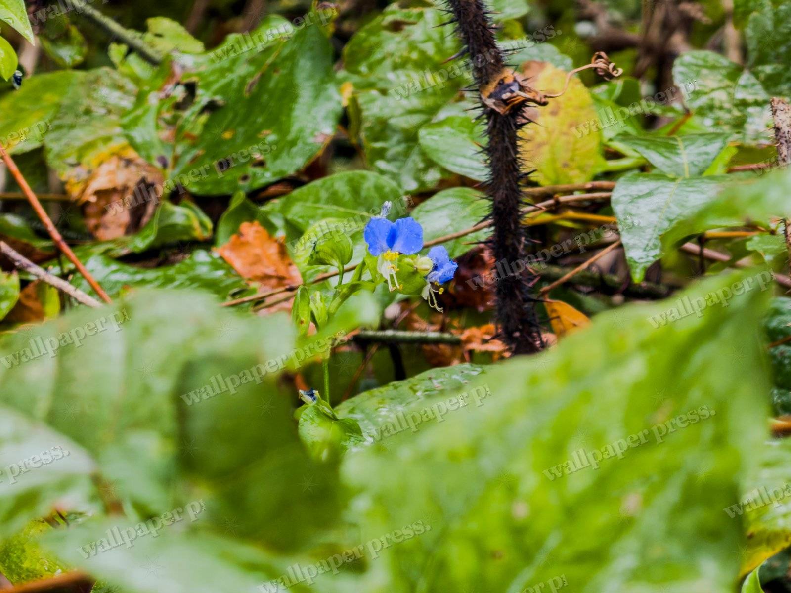 Hidden Blue Blossom