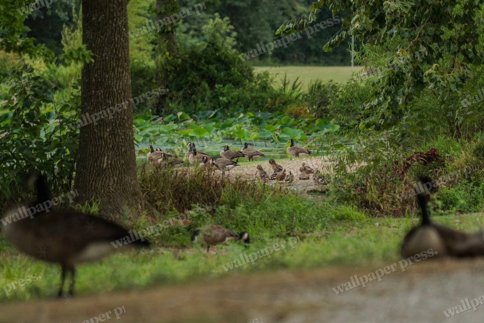 Riverside Flock