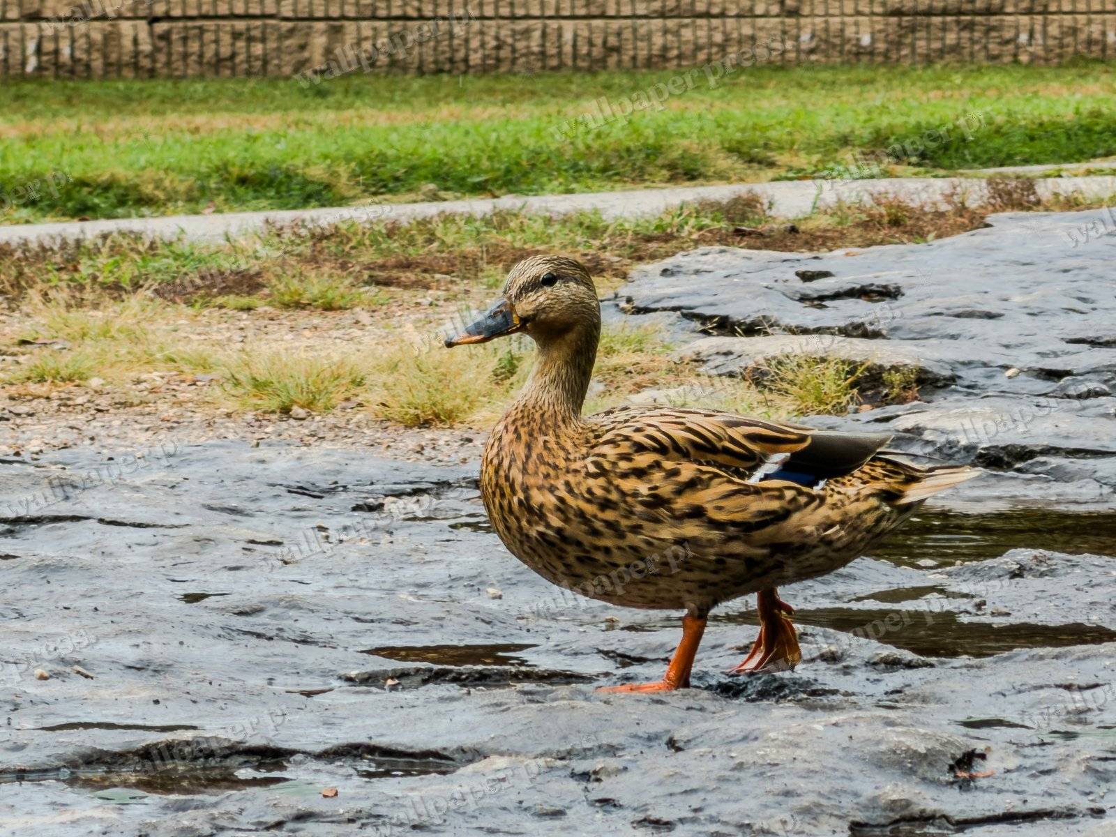 Rocky Stroll Through The Rain