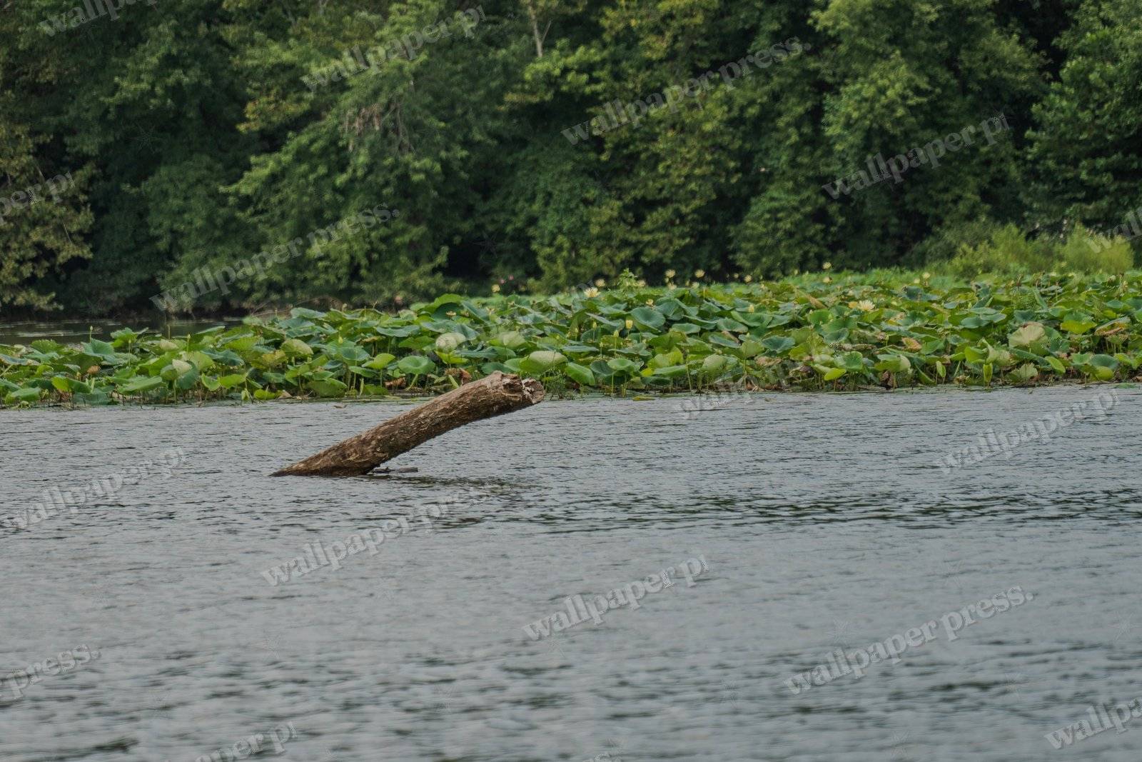 The River S Relic
