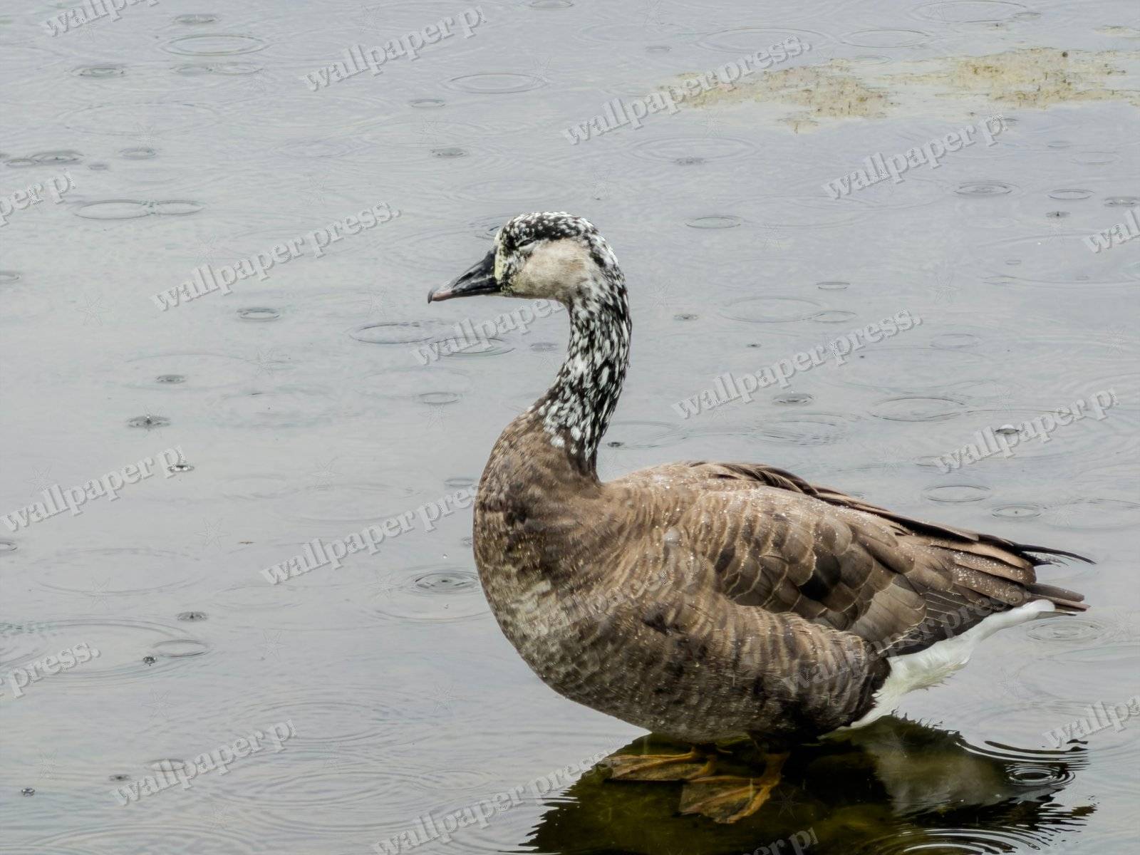 The Speckled Goose