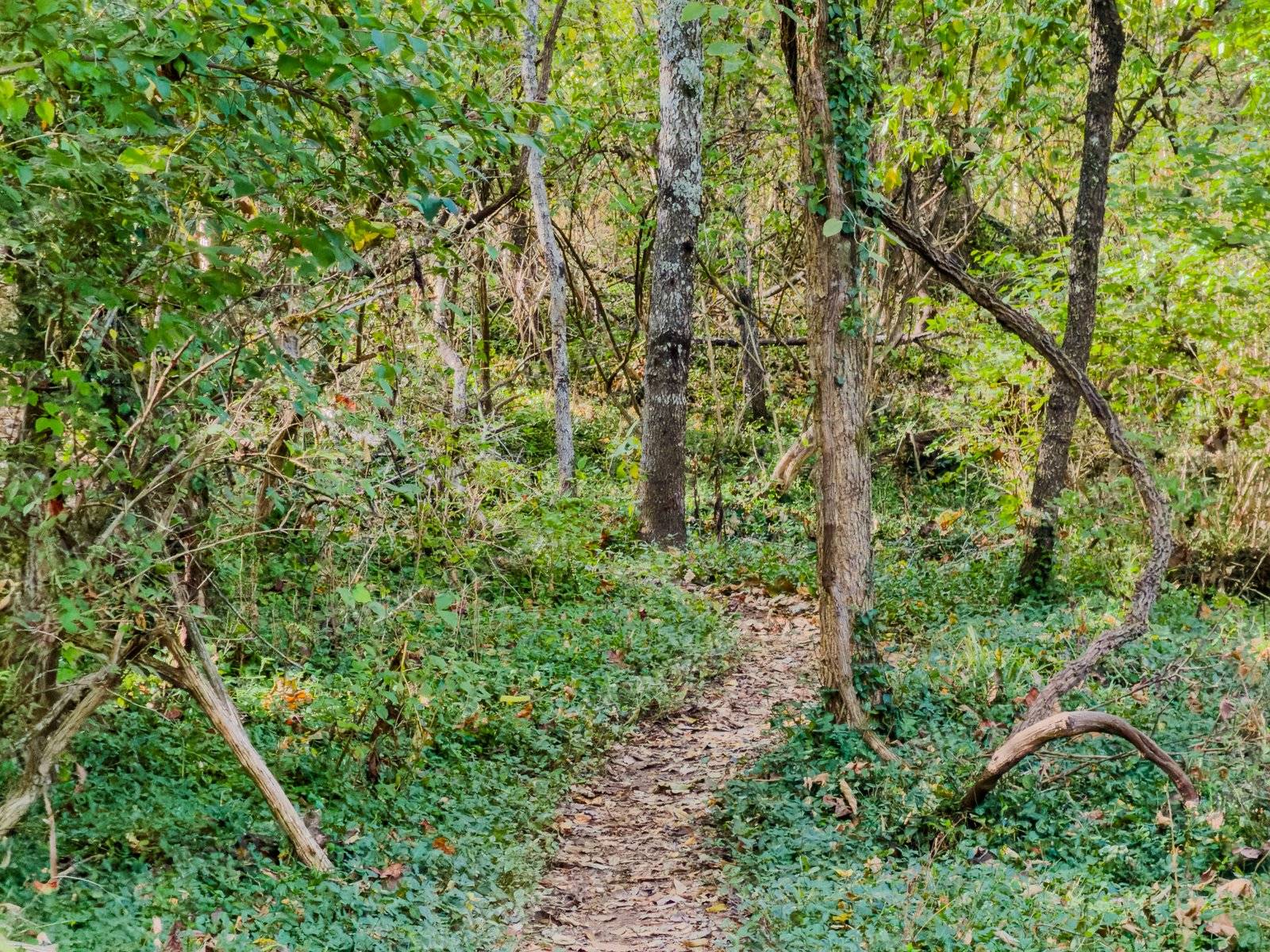 The Trail Of Mystery