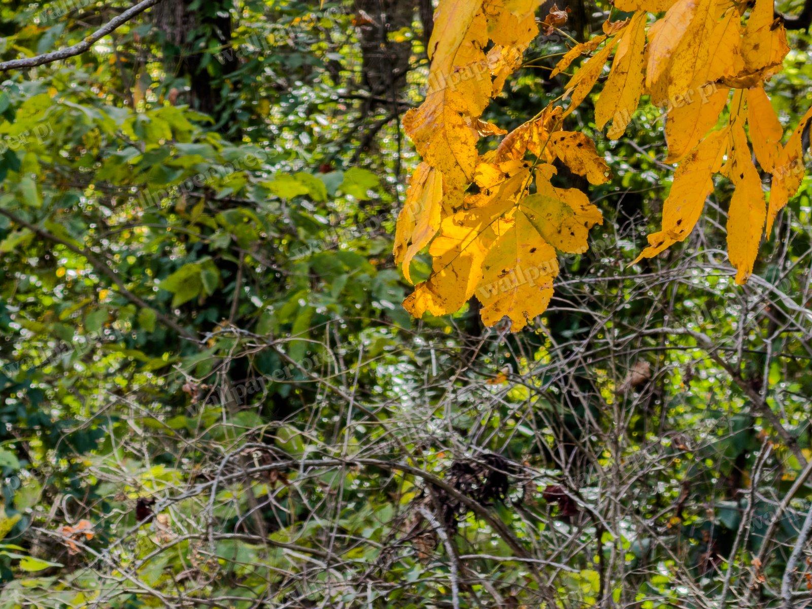 Autumn Entangled — Desktop cut