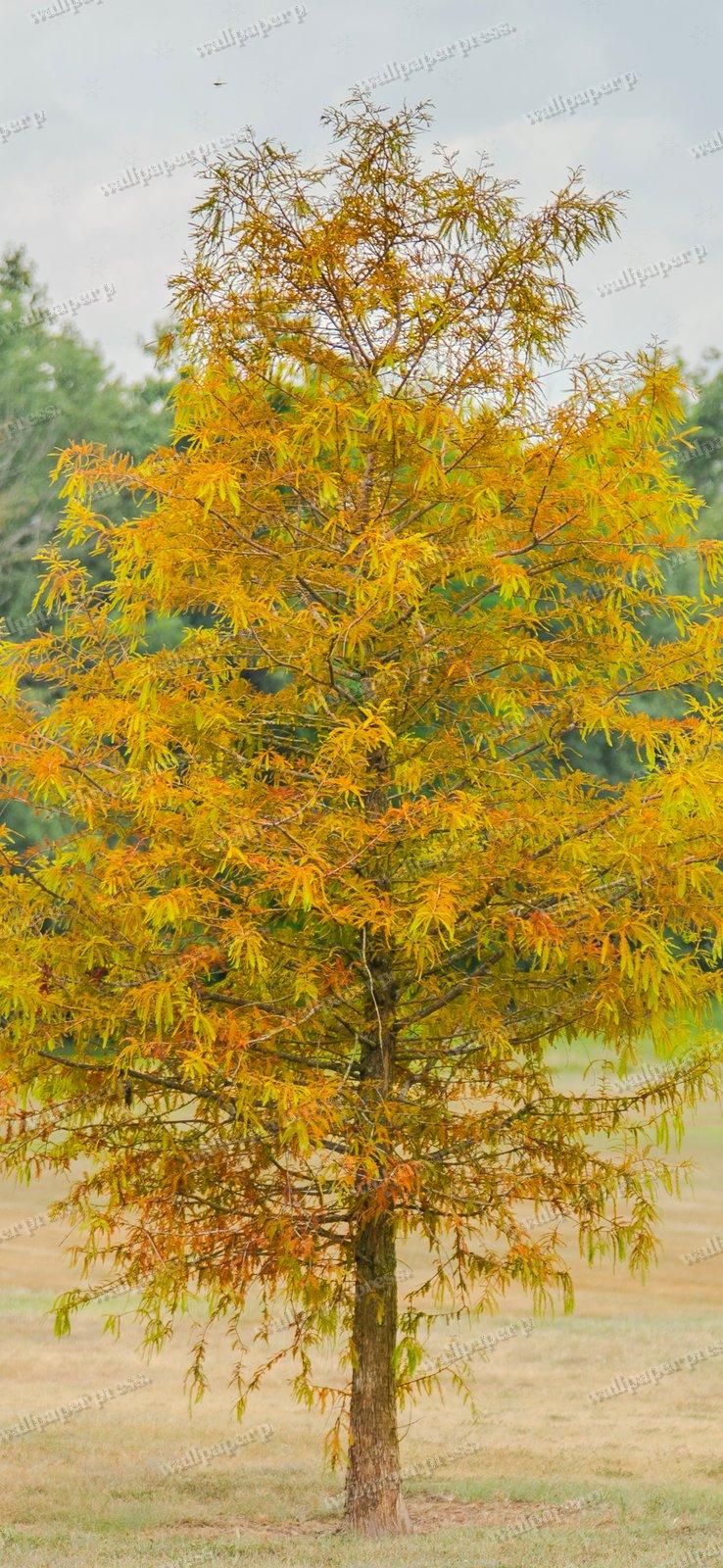 Autumn's First Whisper