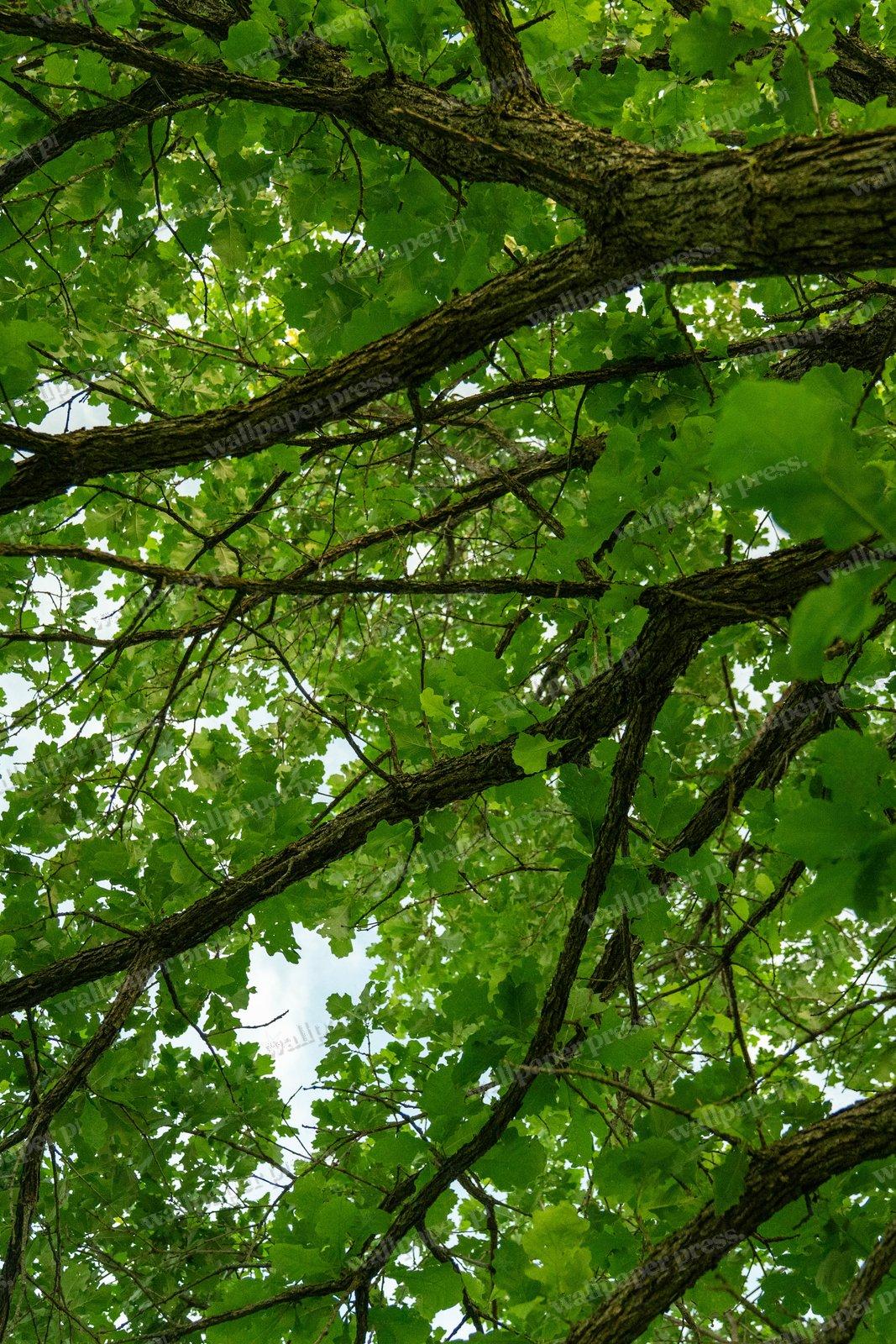 Canopy From Below shown on an iPhone