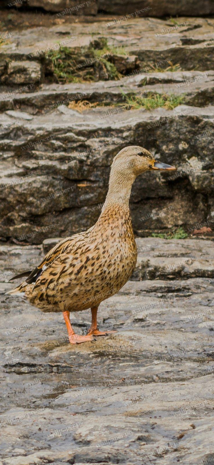 Duck On Rock shown on an iPhone