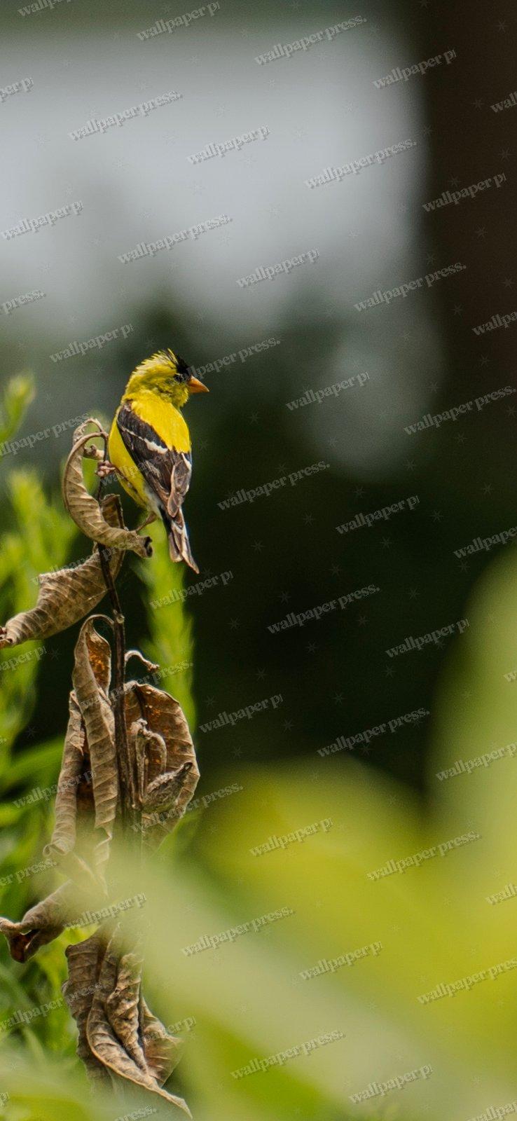 Fleeting Yellow