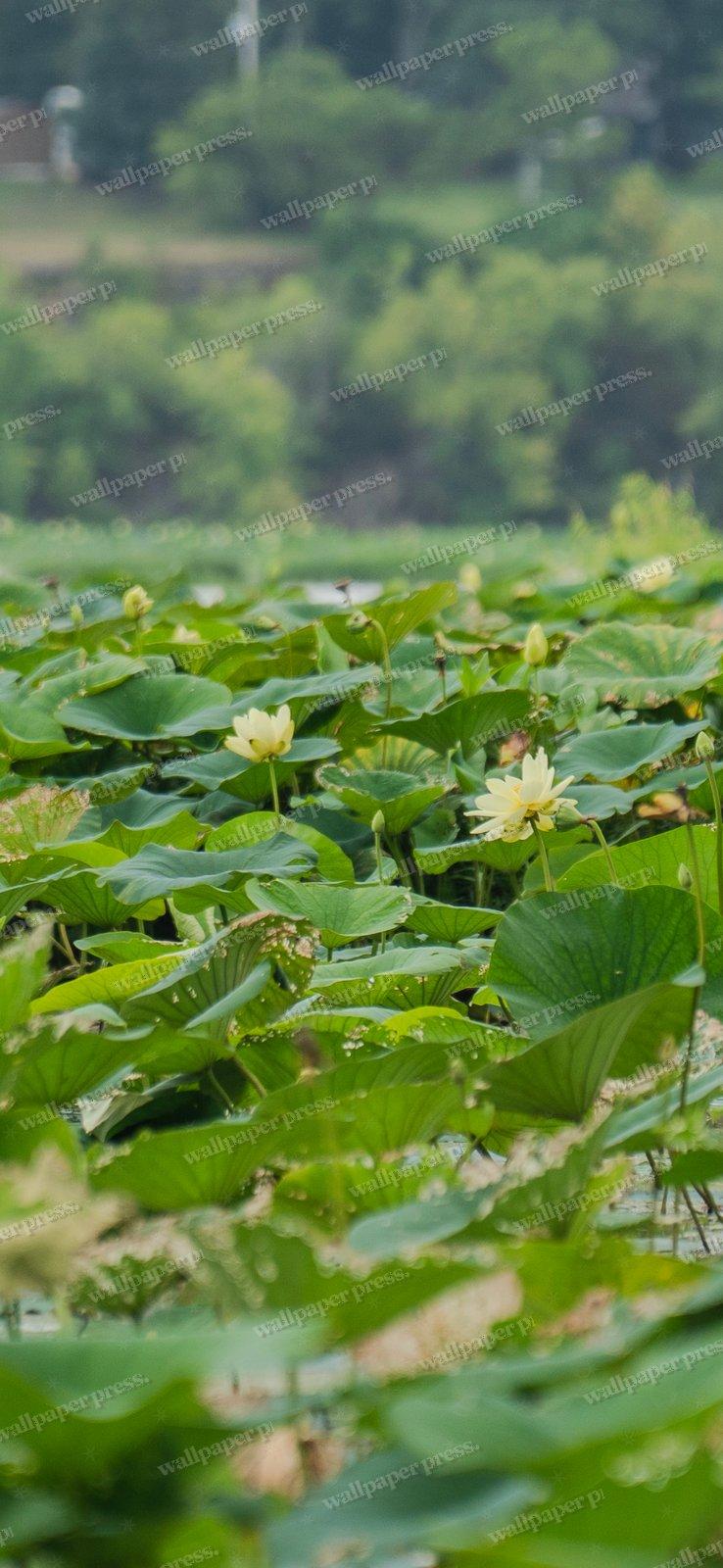 Flowering Buds