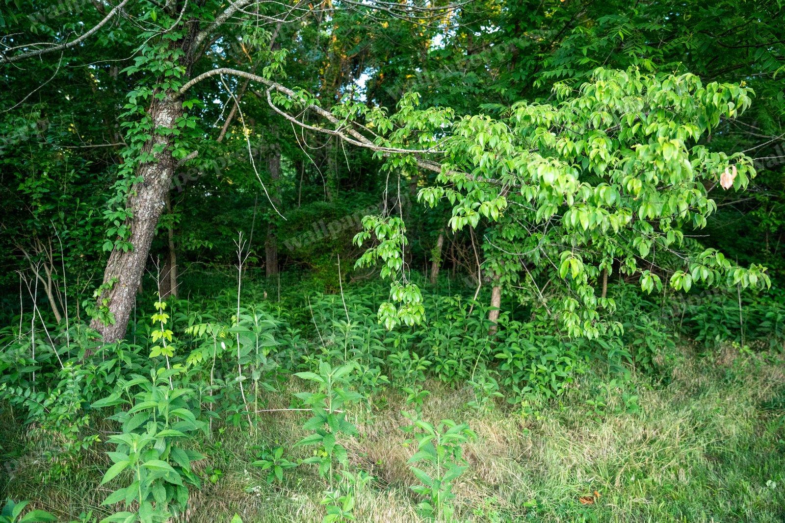 Forest Edge Greenery