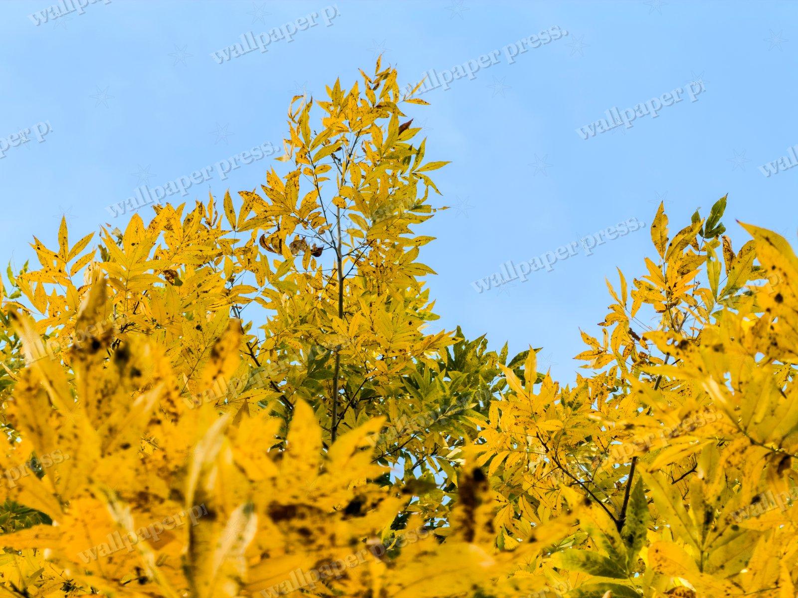 Golden Reach — Desktop cut