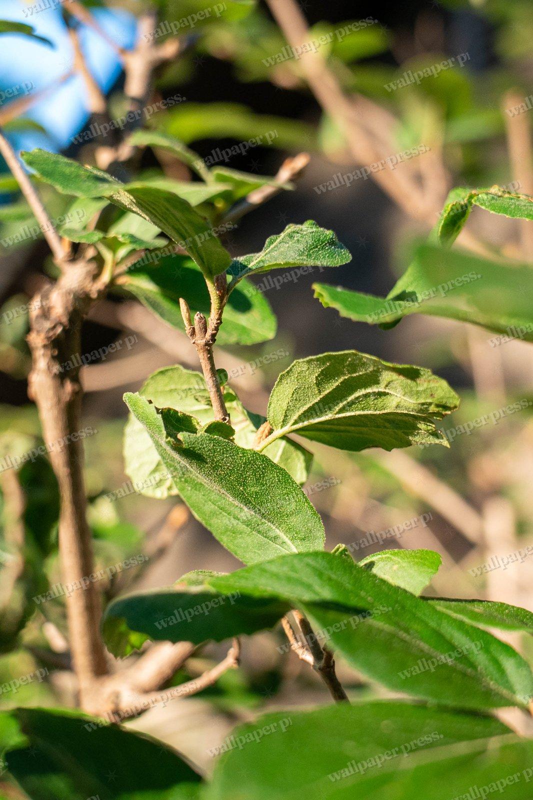 Green Shrub Leaves shown on an iPhone