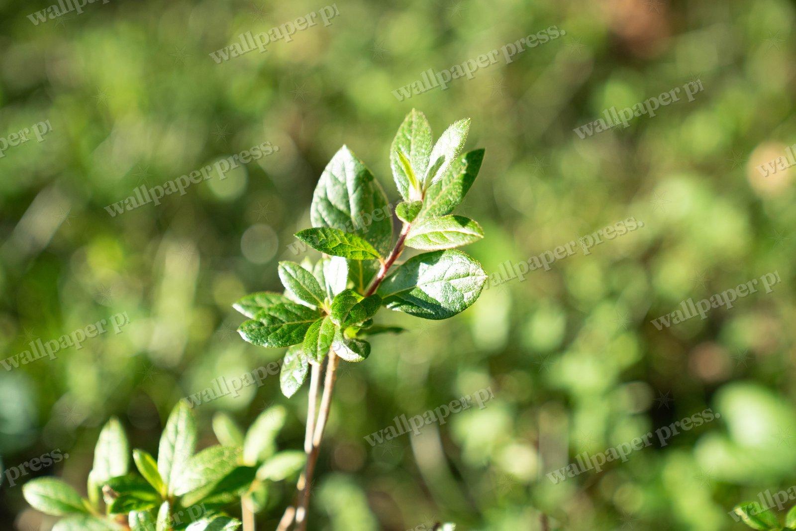 Leafy Shrub Sprig