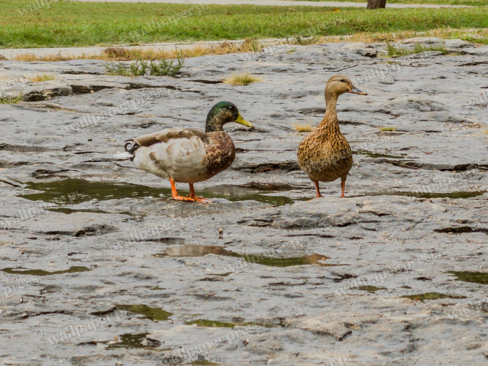 Mallards In The Rain — Desktop cut