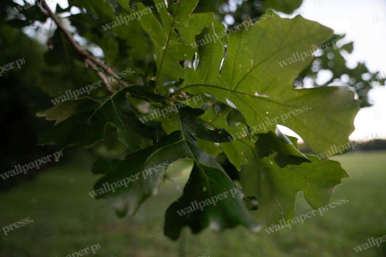 Oak Leaves Closeup