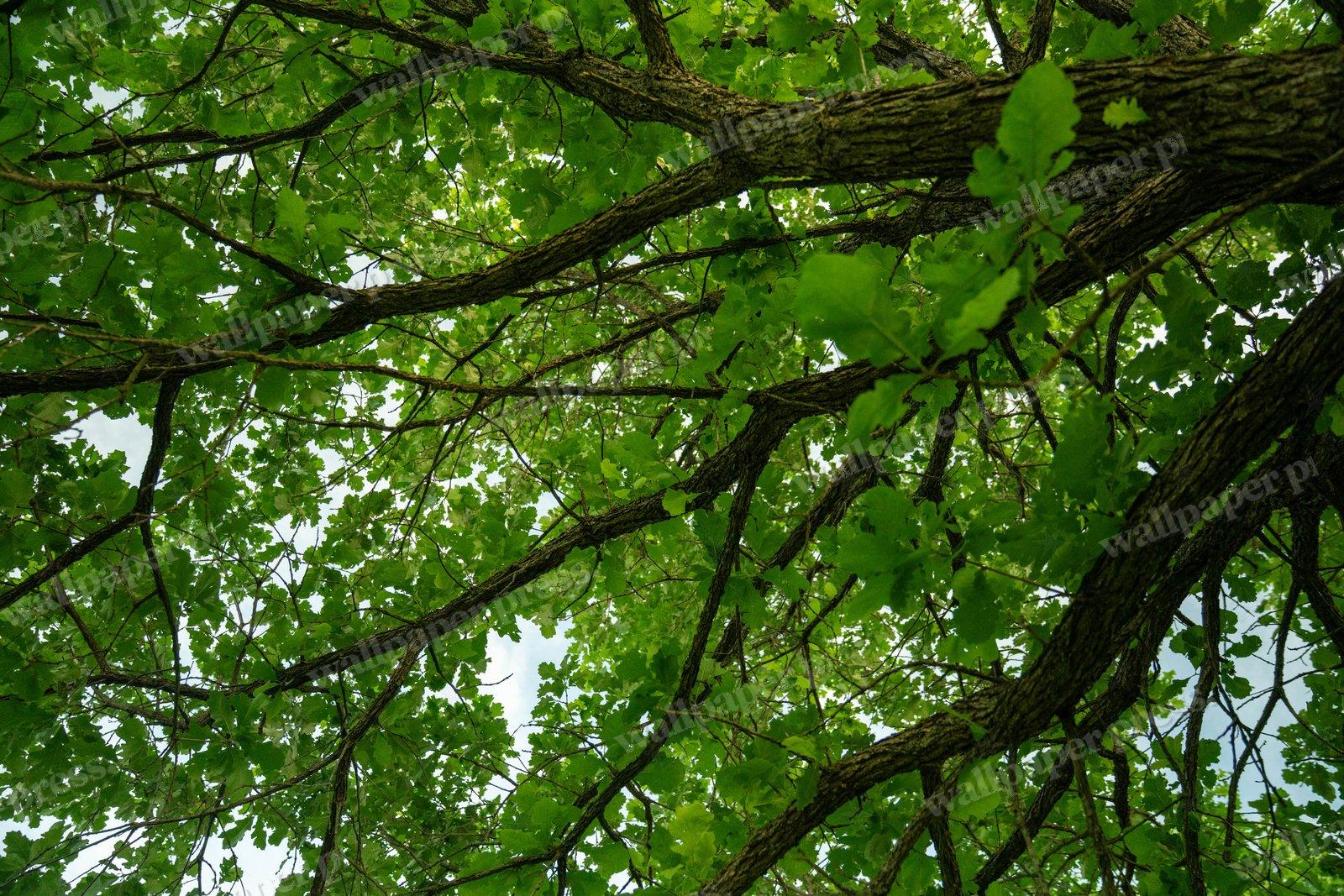 Greenery Walk