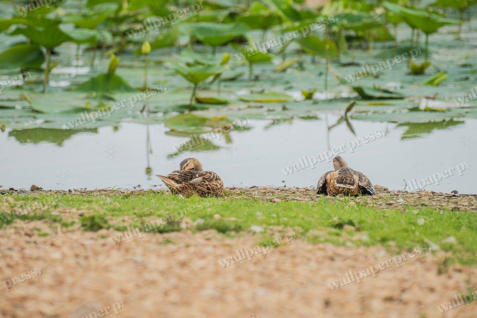 Resting, Side By Side