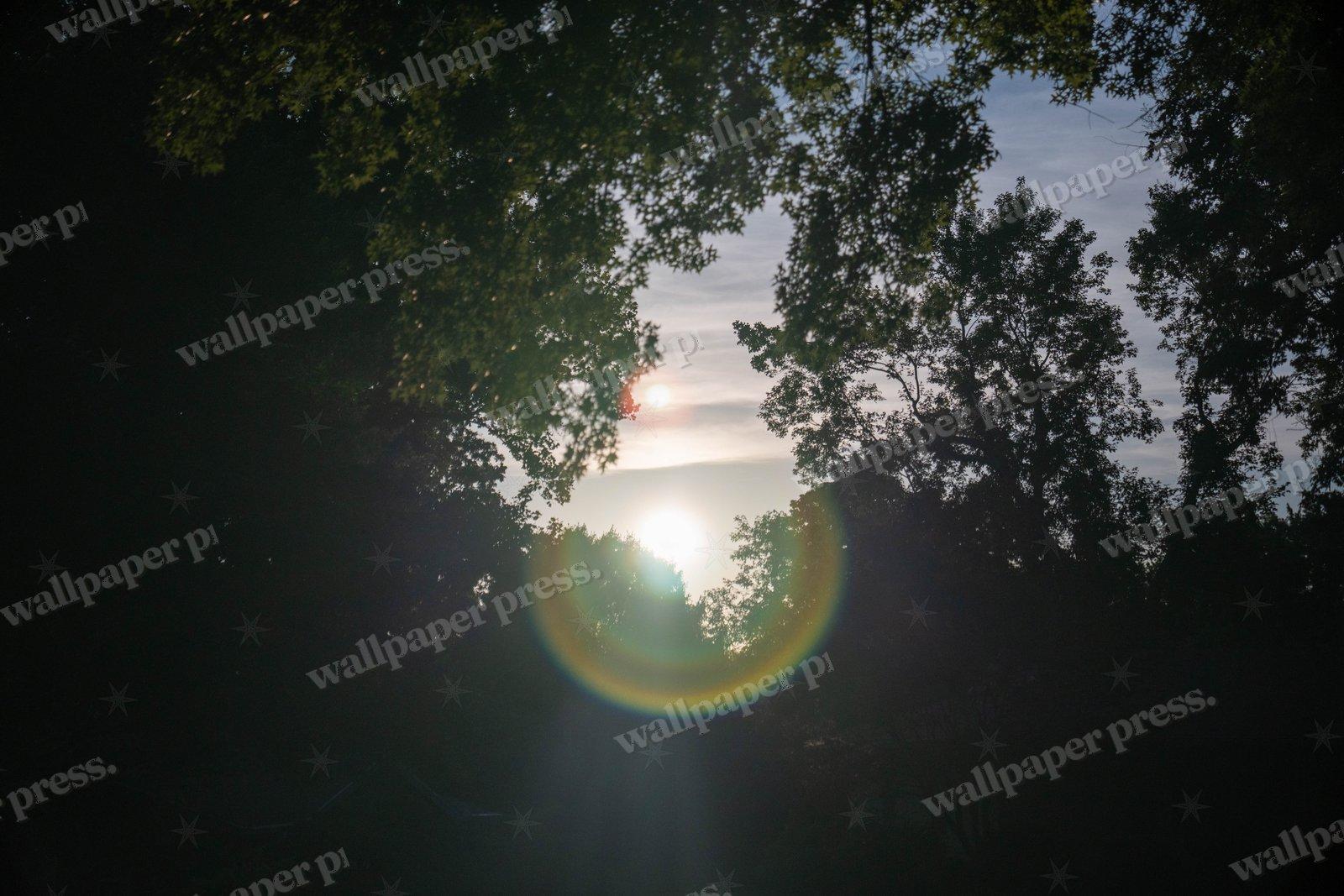 Sun Flare Through Trees