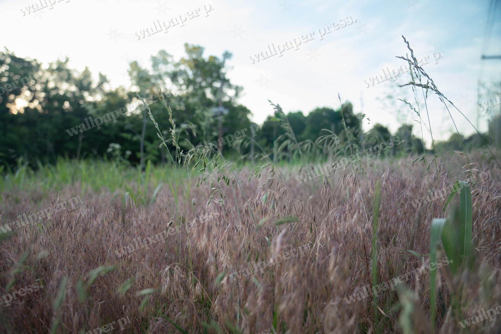 Tall Grass Field