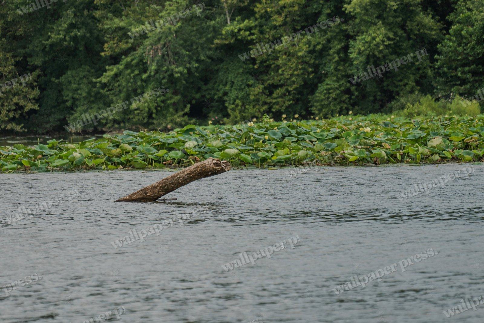 The River S Relic