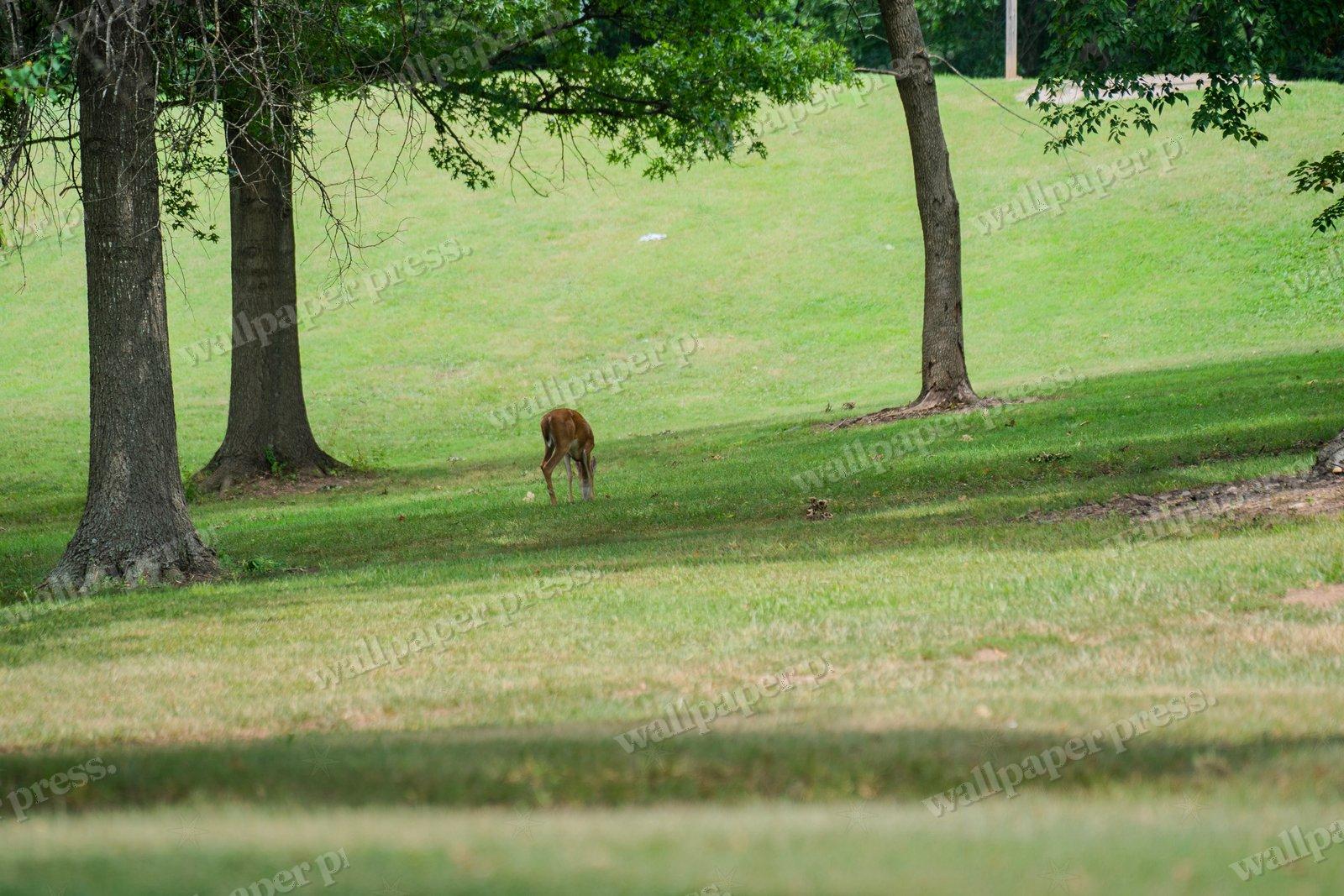 Woodland Grazer