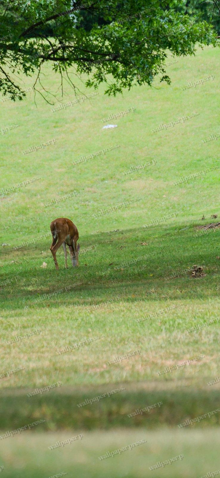 Woodland Grazer shown on an iPhone