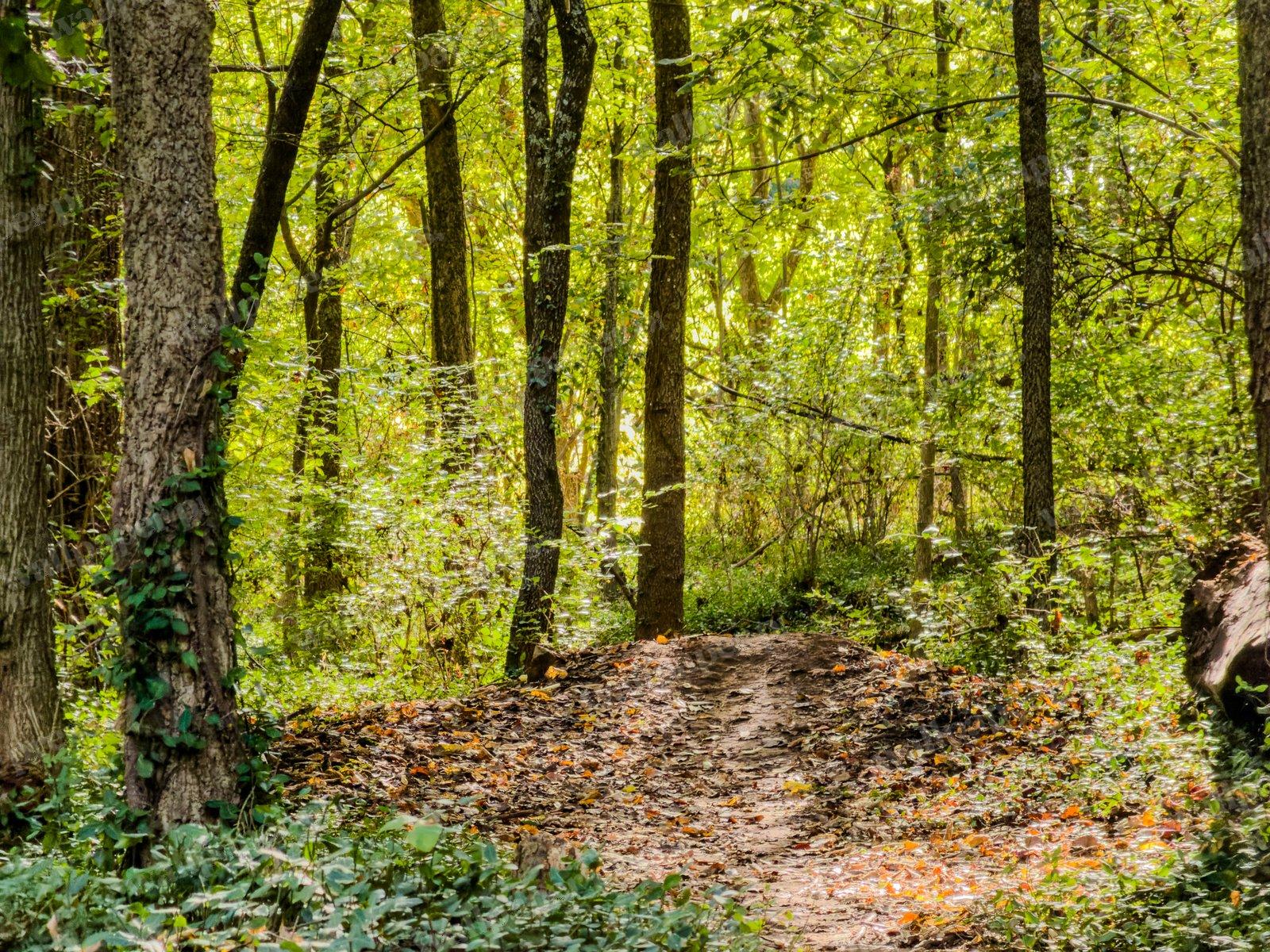 Woodland Light — Desktop cut