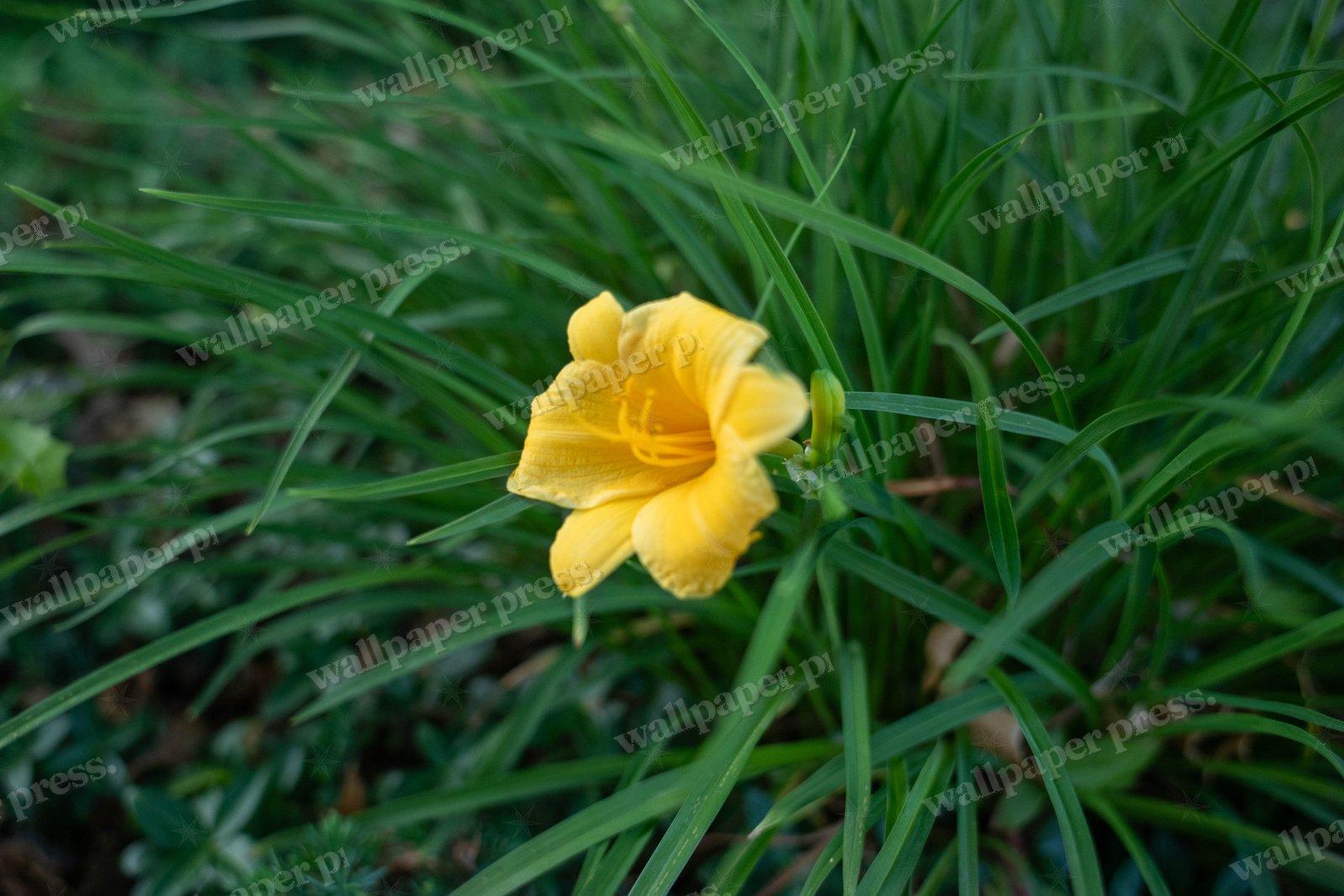 Yellow Daylily