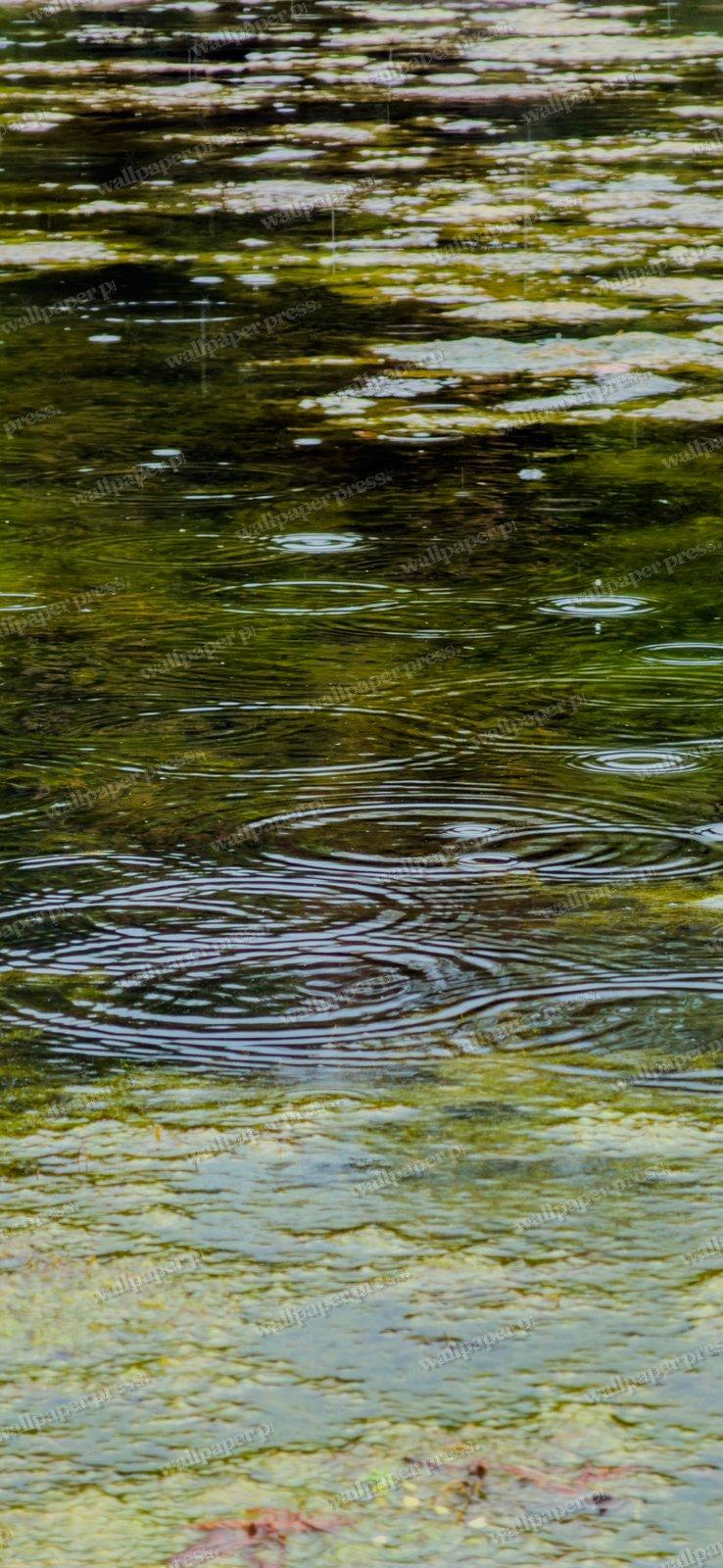 Algae Rain Ripples shown on an iPhone
