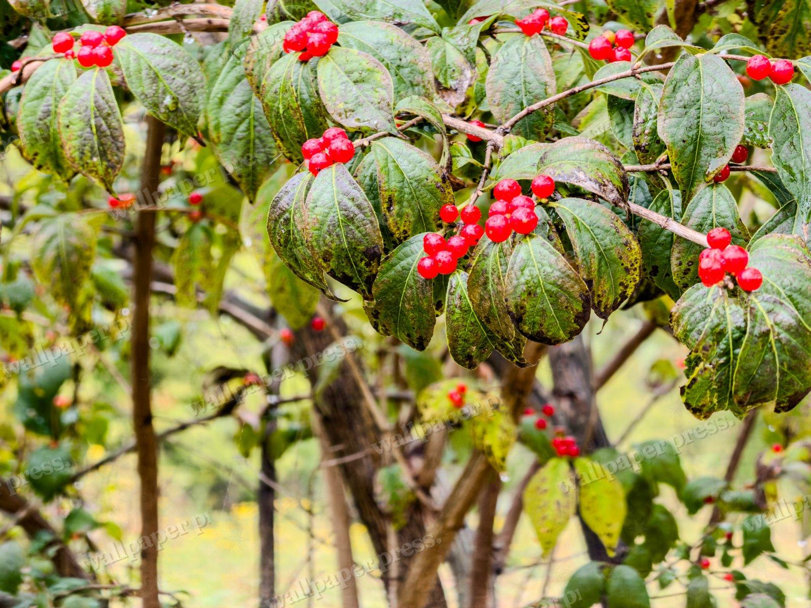 Autumn Berry Clusters