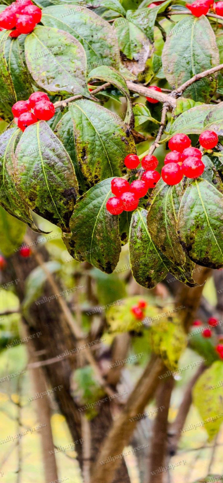 Autumn Berry Clusters shown on an iPhone