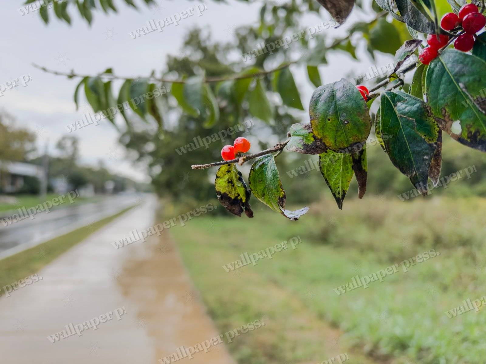 Berries For Your Walk