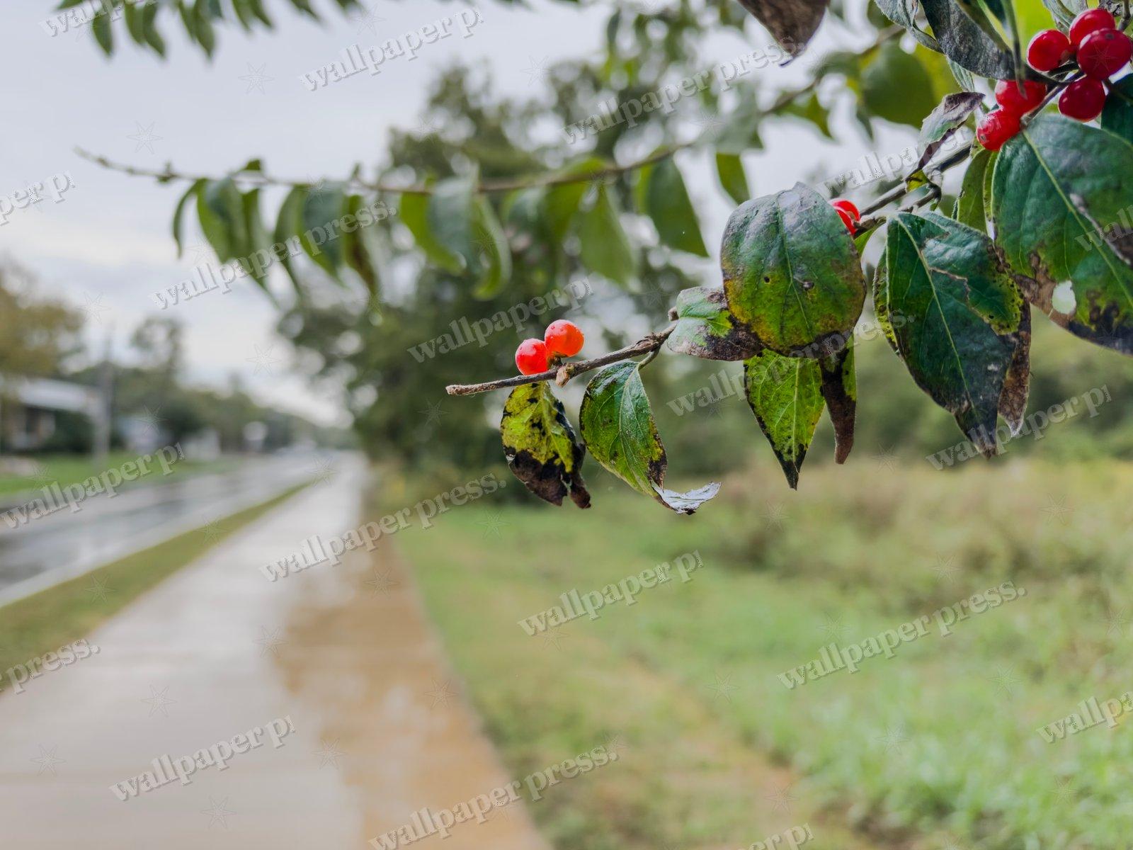Berries For Your Walk