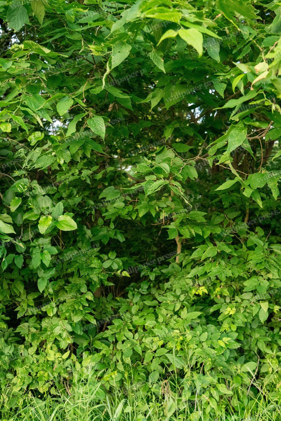 Dense Green Foliage shown on an iPhone
