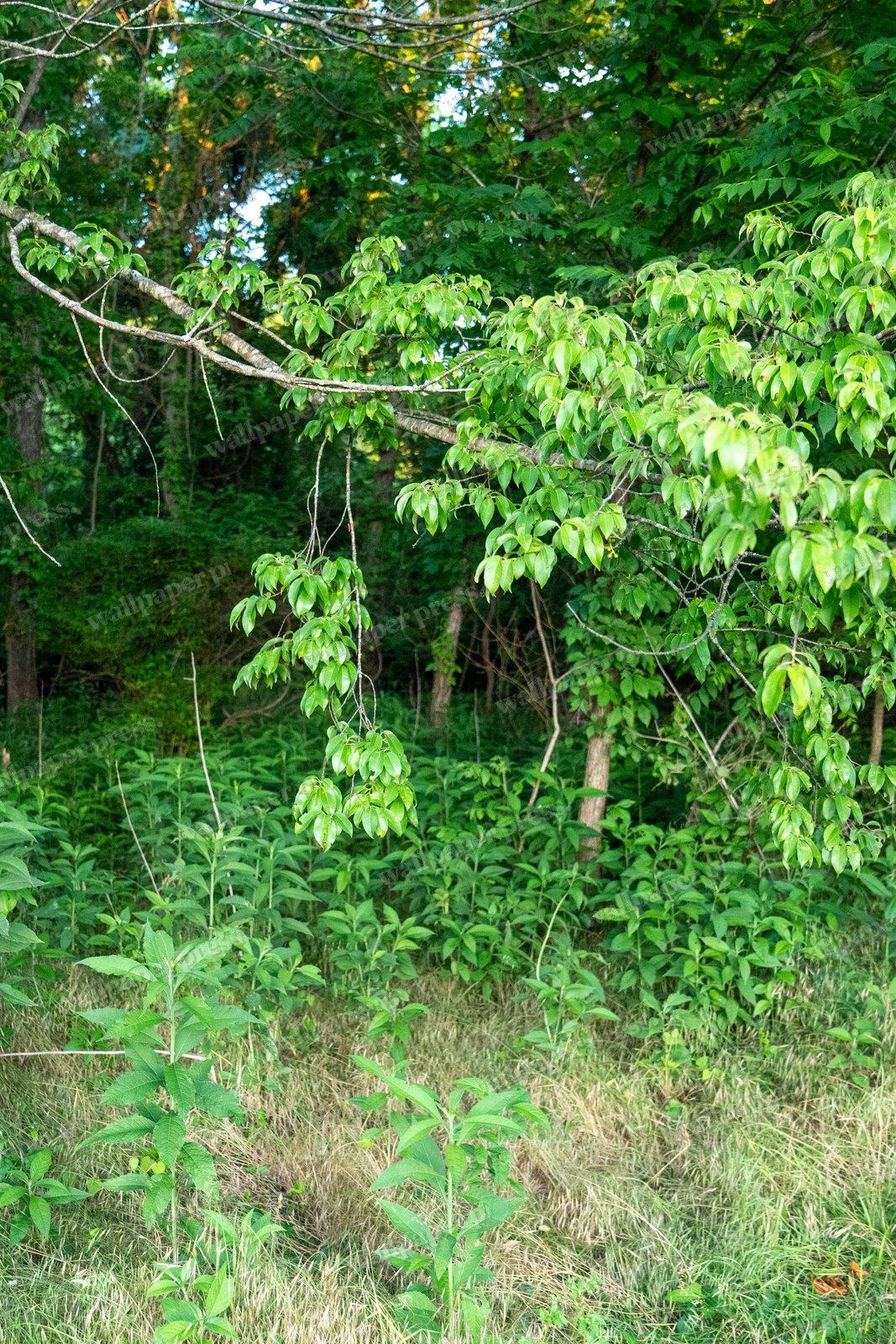 Forest Edge Greenery shown on an iPhone