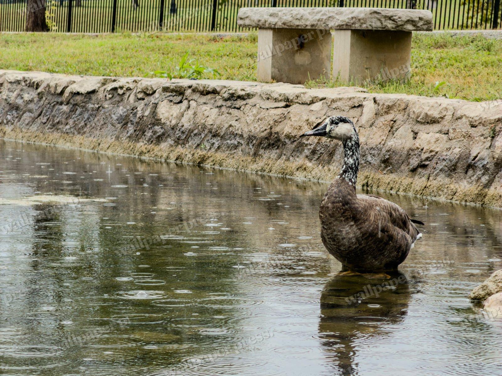 Goose In The Rain — Desktop cut