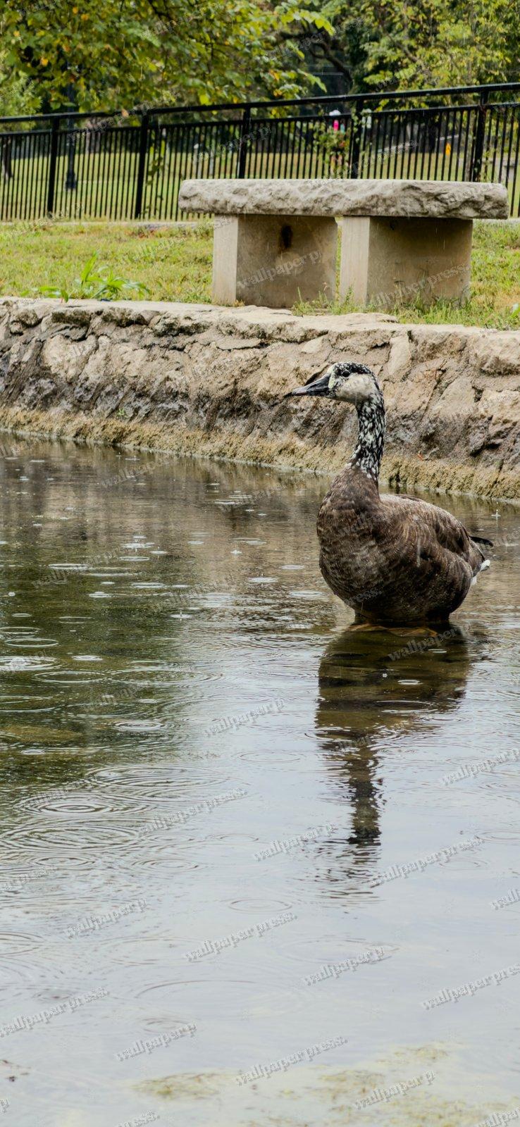 Goose In The Rain shown on an iPhone