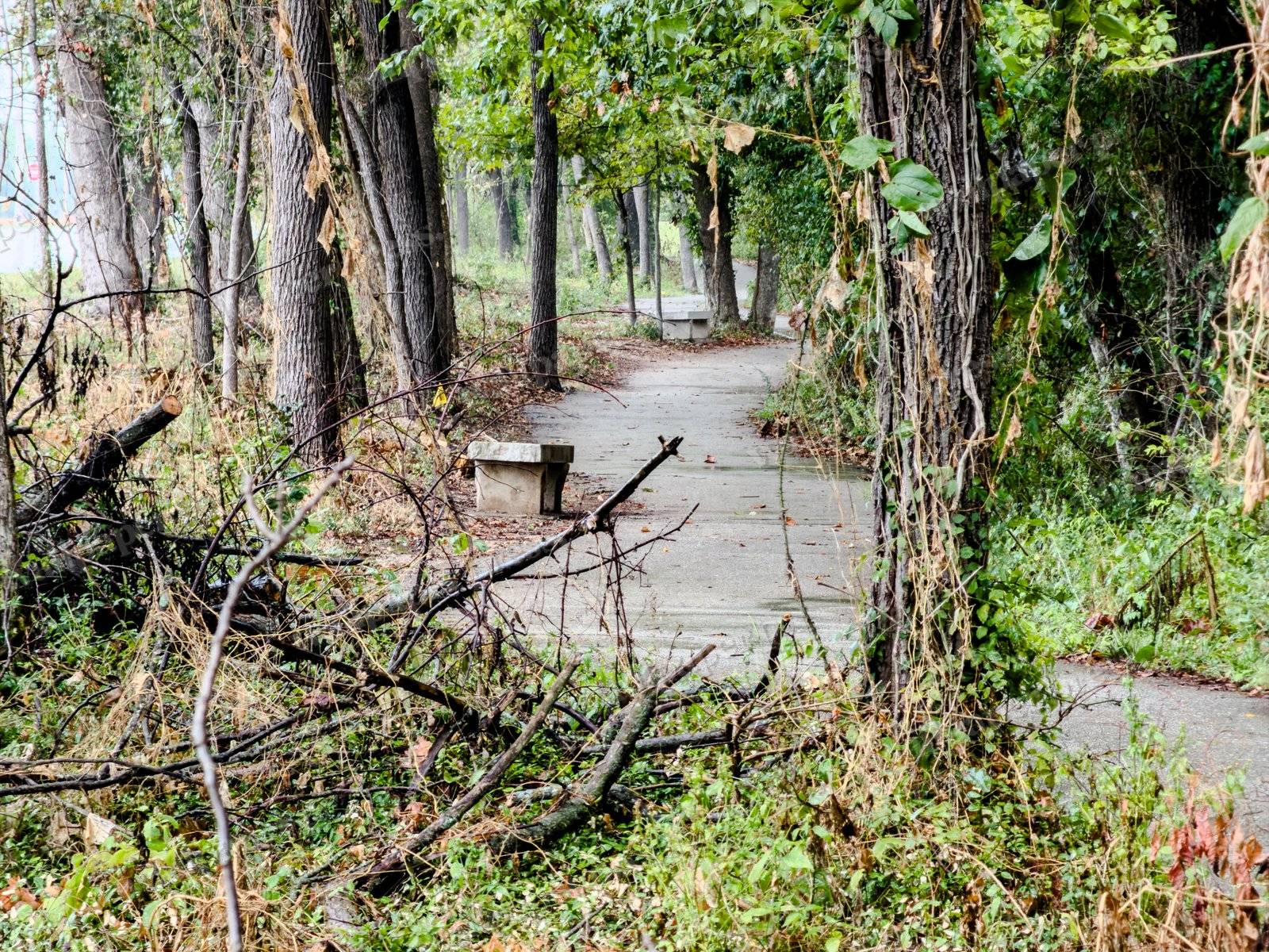 Growth In The Park