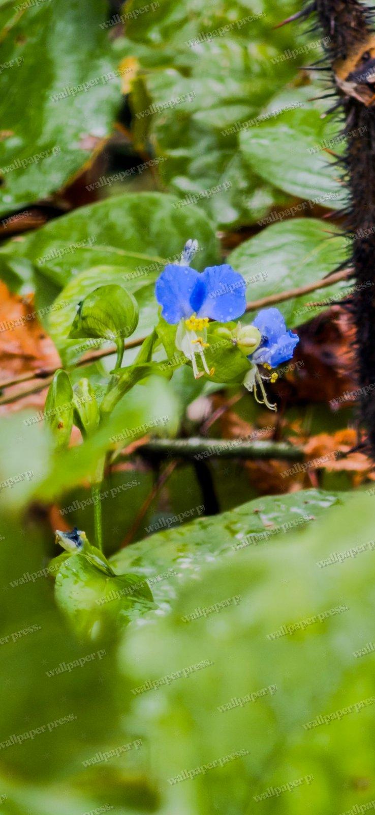 Hidden Blue Blossom shown on an iPhone