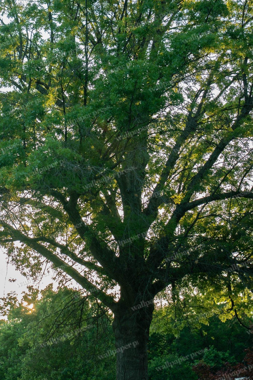 Large Oak Tree shown on an iPhone