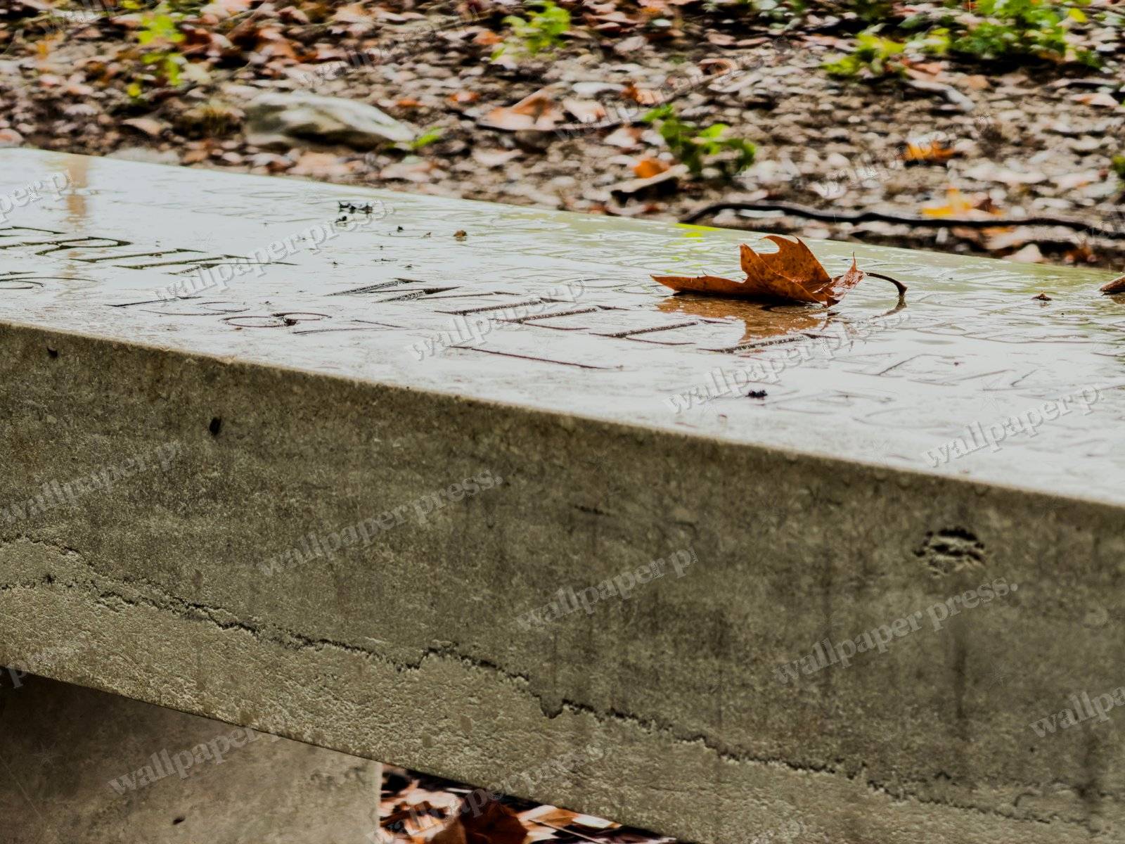 Leaf On Stone