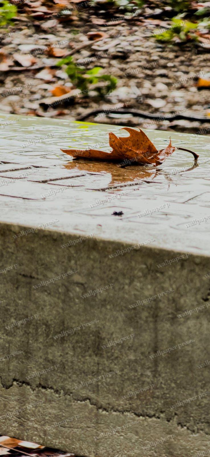 Leaf On Stone shown on an iPhone